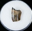 Tyrannosaurid Tooth Fragment - Montana #15209-1